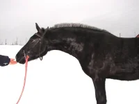 лошади 170.webp