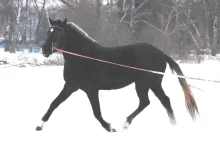 лошади 135.webp