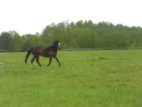 SAM_1223.webp