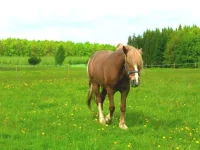 SAM_1249.webp