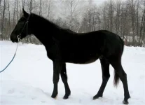 распев.webp
