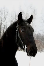 распев1.webp