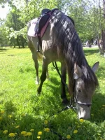 x_1edd68a3.webp