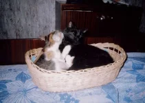 x_0f537644.webp