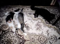 x_8af485a1.webp