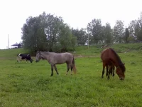 x_337721a0.webp