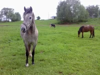 x_b804abbf.webp
