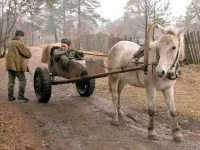 Дрожки.webp