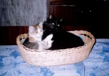 x_f2e36fb9.webp