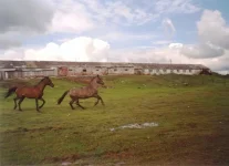 x_70aa855e.webp