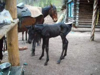 Конёк-Heгрoтёк.webp