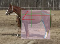 belka_lines.webp