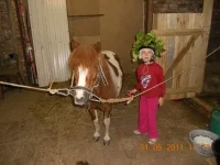 пони2.webp