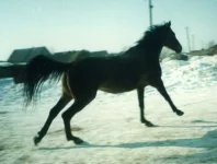 x_2d021f2f.webp