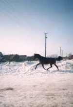 x_59b68cd2.webp