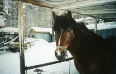 x_a9882209.webp
