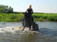 Изображение 04034.webp