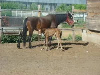 x_a1c85728.webp