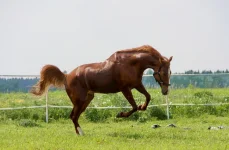 IMG_6900_новый размер.webp