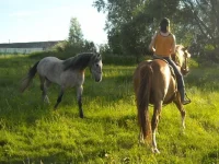 26.webp