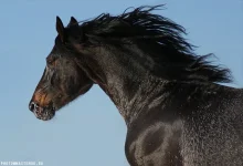 1d5300a2edcd.webp