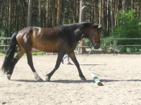 HPIM7927.webp