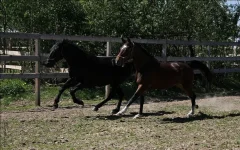 x_5032d776.webp