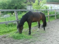 HPIM8050.webp