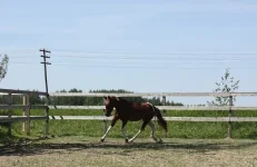 x_22abae5a.webp