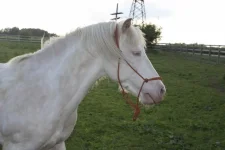 x_888f0542.webp
