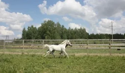 x_e1040f1c.webp