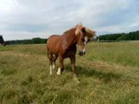SAM_1590.webp
