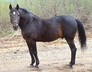 speed_squared_161.webp