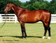 62622301_SPEEDY_CROWN.webp