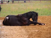 P6263869.webp