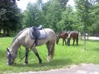 x_0352f5be.webp