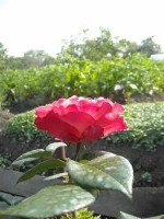 01.webp