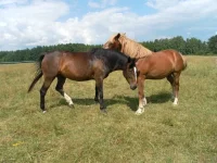 SAM_1628.webp