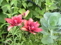 003.webp