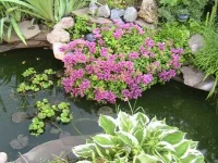 002.webp