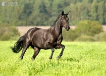 Koz_6websm.webp