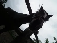 DSCF0255.webp