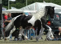Willem2.webp