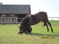 x_3cd0ce34.webp