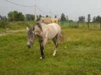 x_7b029343.webp