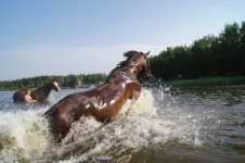 0013.webp
