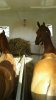 IMG-20170202-WA0007.jpg