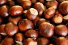 horse-chestnut-1024x683.jpg