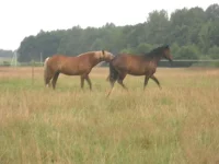 SAM_1647.webp