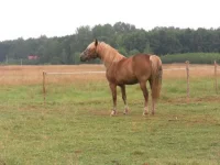 SAM_1645.webp